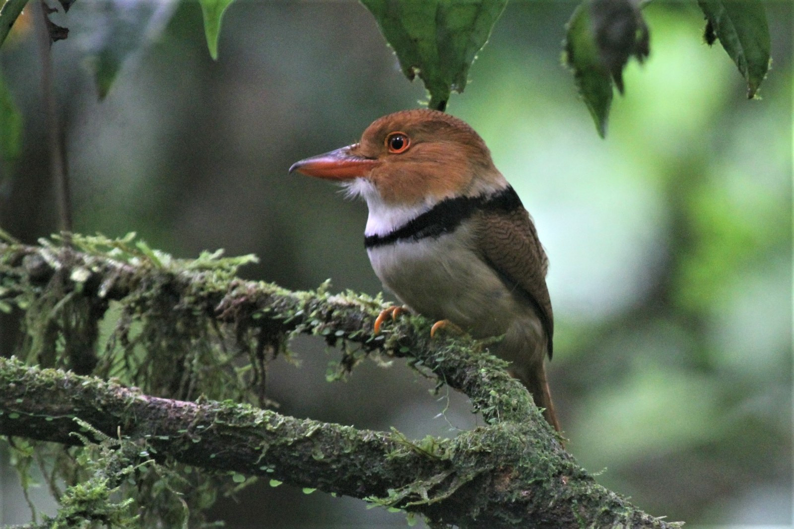 image Collared Puffbird